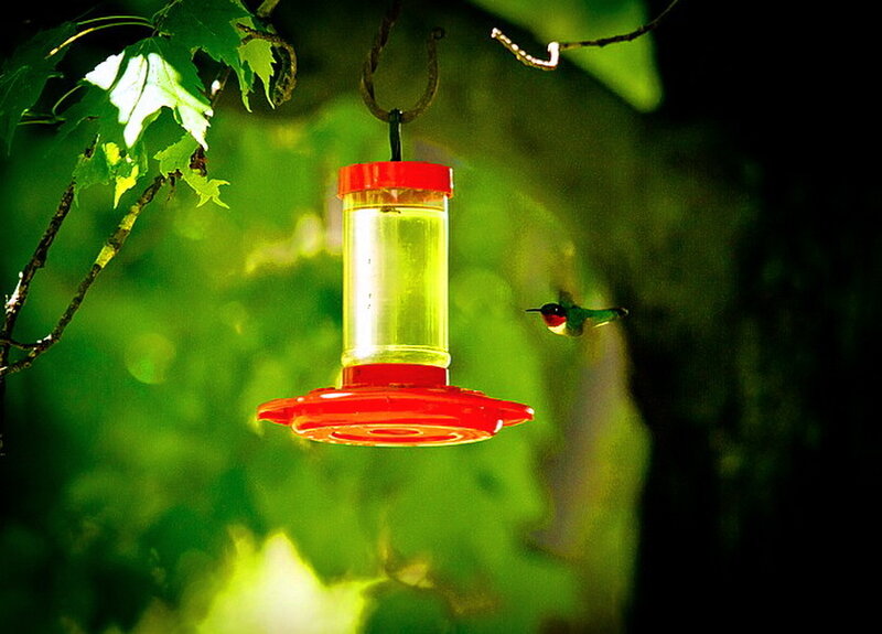 Hummingbird at Feeder — Green, Serene