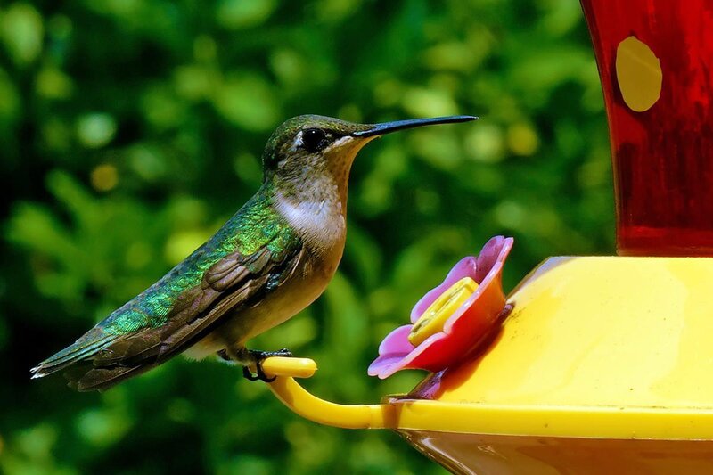 Hummingbird at Feeder — Green