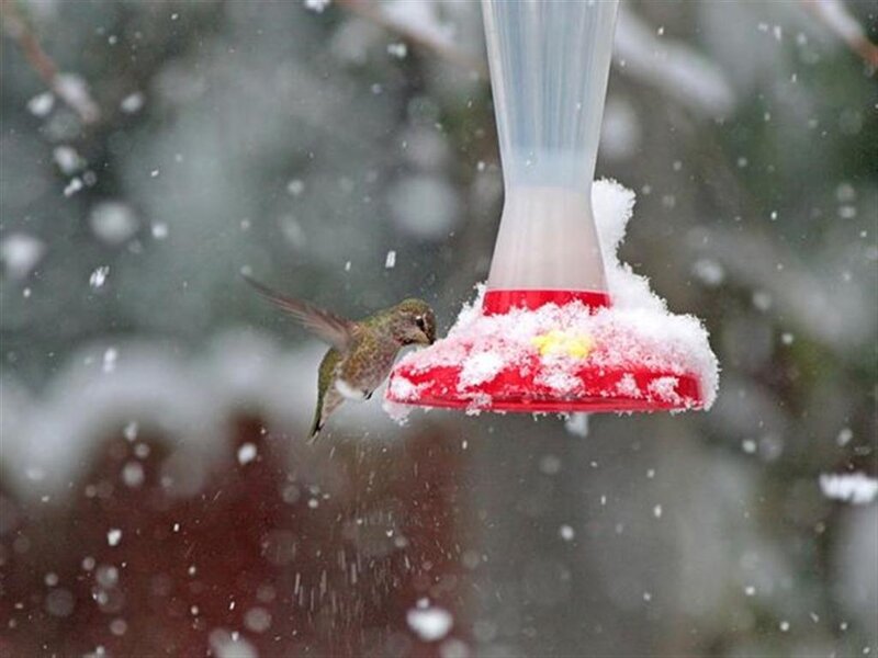hummingbird at feeder in snow
