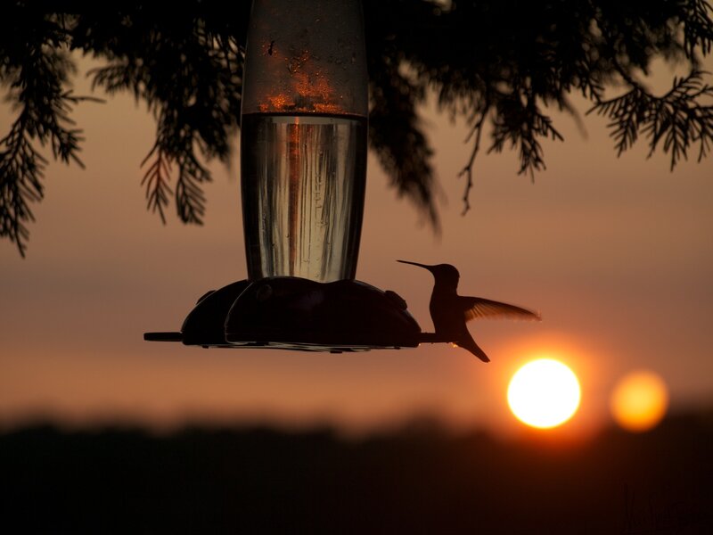 Hummingbird at Feeder — Orange