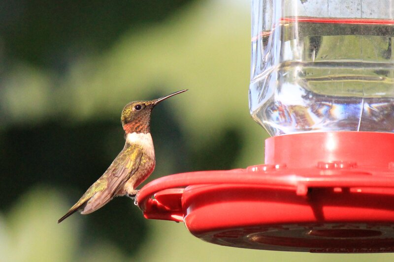Hummingbird at Feeder — Red, Calm, Afternoon, Photograph, Bird, Greenery