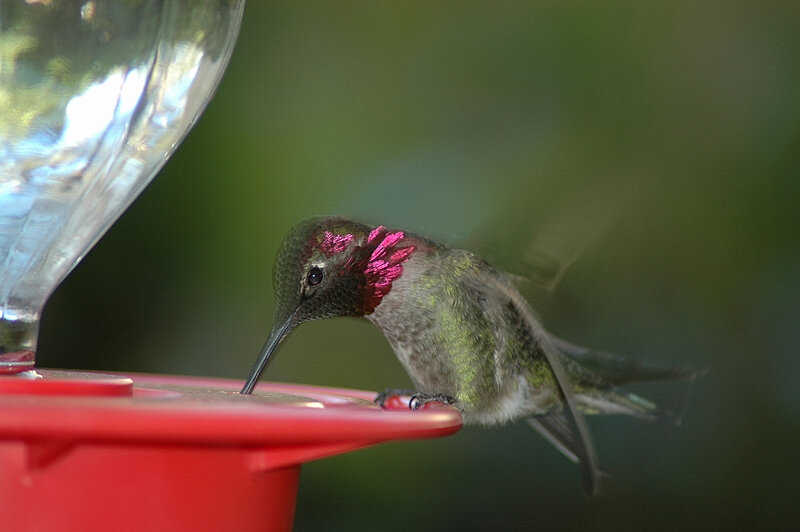 Hummingbird at Feeder — Red, Calm, Afternoon, Photograph, Bird