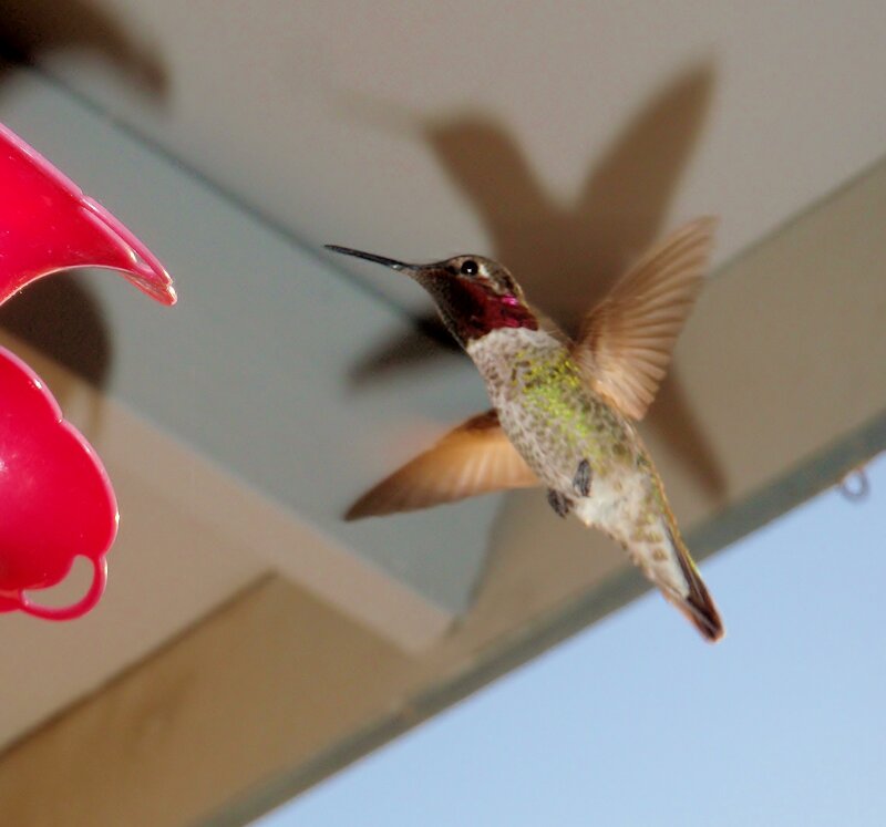 Hummingbird at Feeder — Red, Calm, Afternoon, Photograph, Ceiling