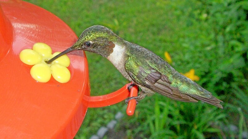 Hummingbird at Feeder — Red, Calm, Afternoon, Photograph, Grass