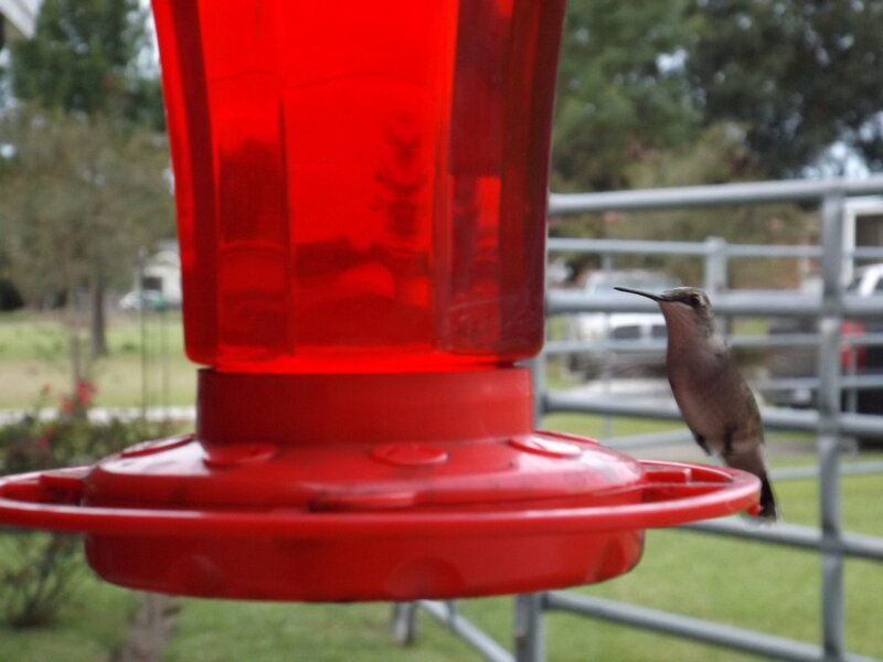 Hummingbird at Feeder — Red, Calm, Afternoon, Photograph, Red Feeder