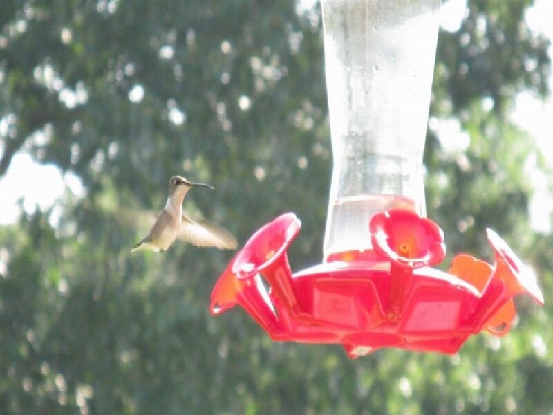 Hummingbird at Feeder — Red, Calm, Afternoon