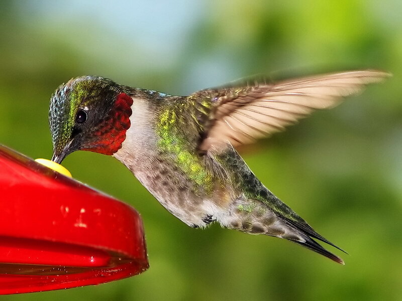 Hummingbird at Feeder — Red, Calm, Morning, Photograph