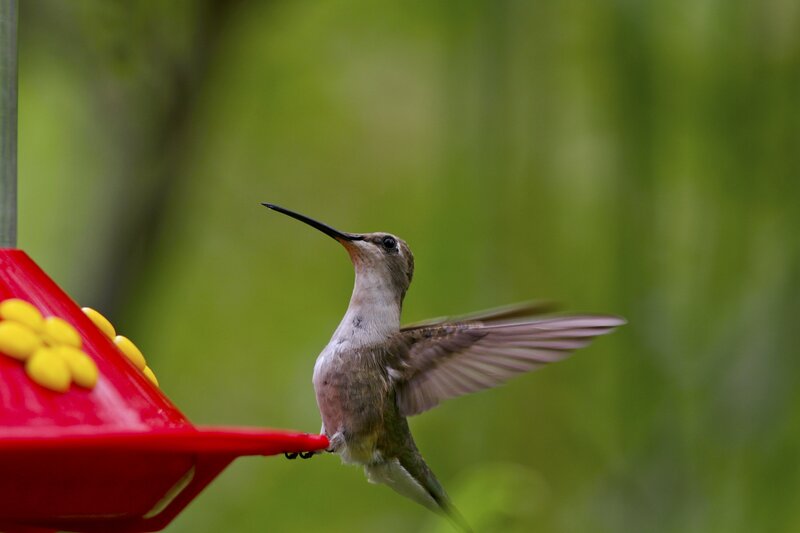 Hummingbird at Feeder — Red, Calm, Morning