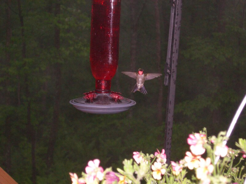 Hummingbird at Feeder — Red, Calm, Night, Photograph, Flowers