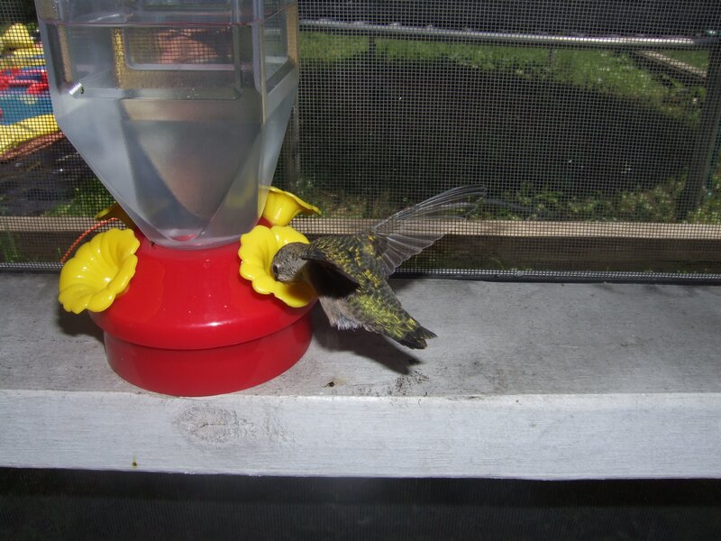 Hummingbird at Feeder — Red, Calm, Night, Photograph