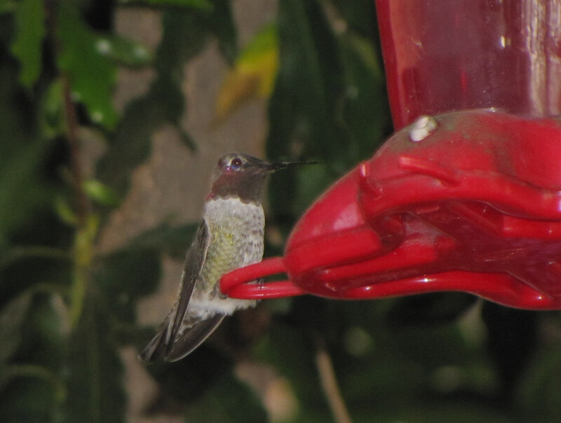 Hummingbird at Feeder — Red, Calm, Night
