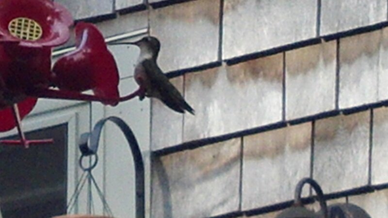 Hummingbird at Feeder — Red, Calm, Photograph