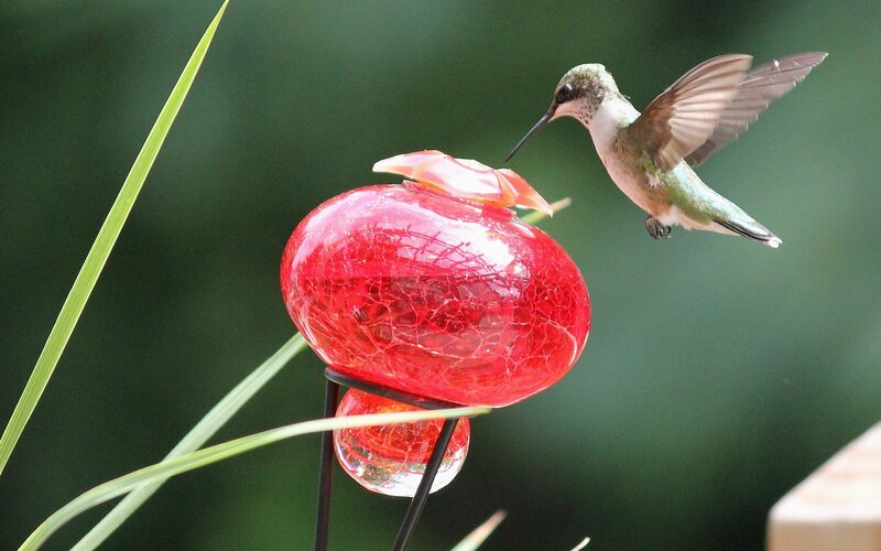 Hummingbird at Feeder — Red, Calm