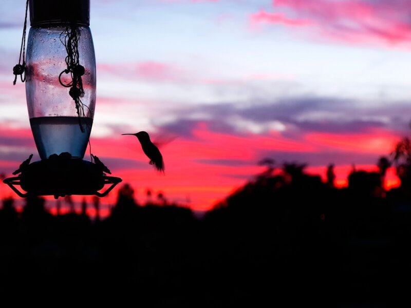 Hummingbird at Feeder — Red, Dramatic