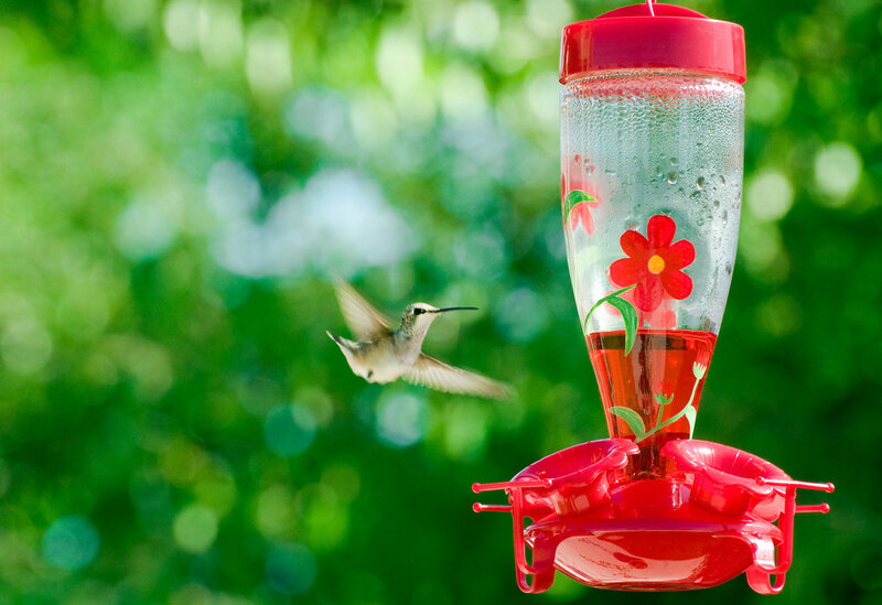 Hummingbird at Feeder — Red, Serene, Afternoon