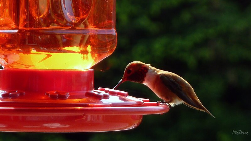 Hummingbird at Feeder — Red, Serene, Sunset