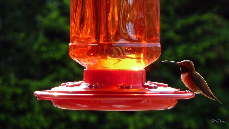 Hummingbird at Feeder — Red, Serene
