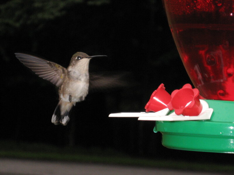Hummingbird at Feeder — Red