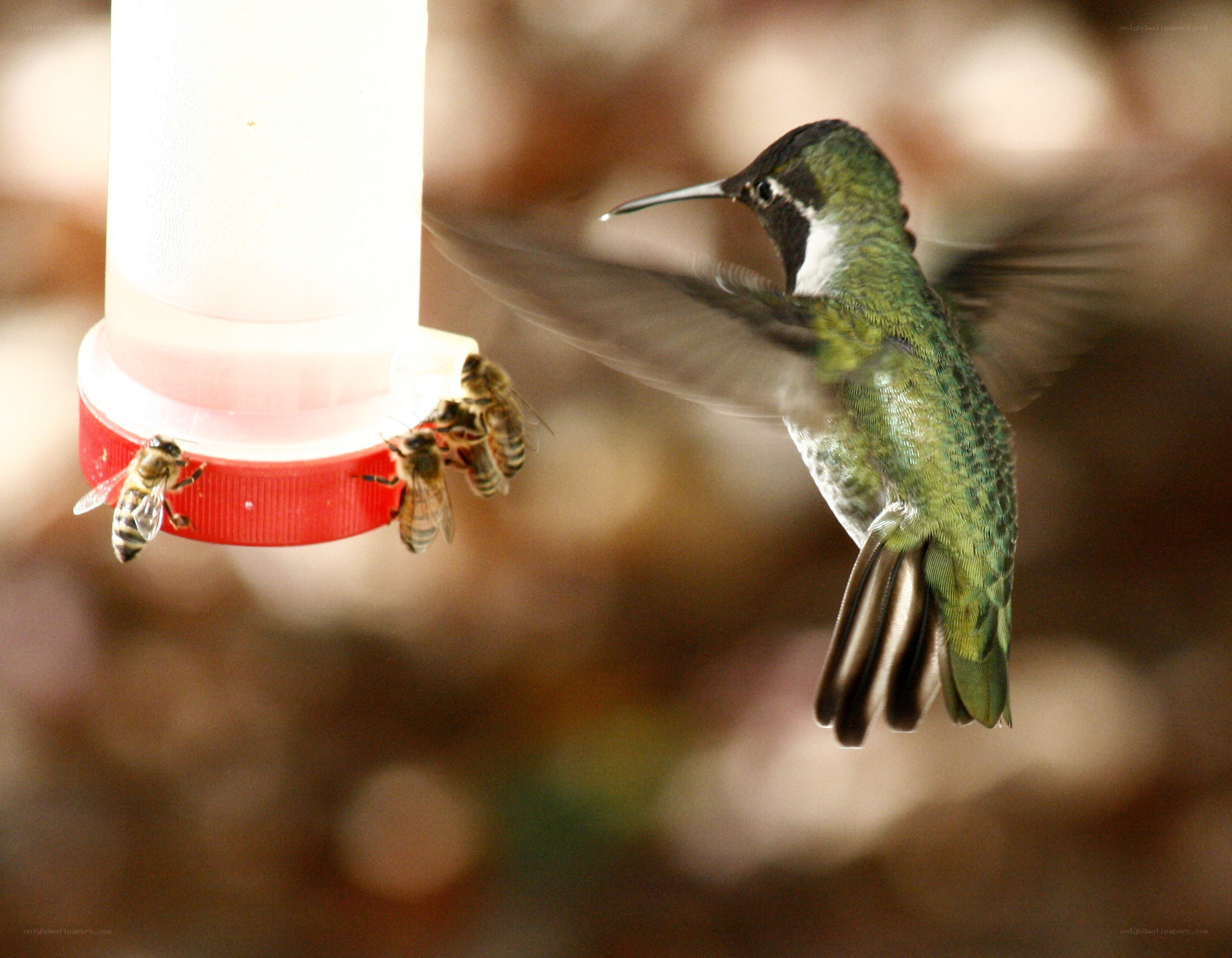 Hummingbird at feeder with bees