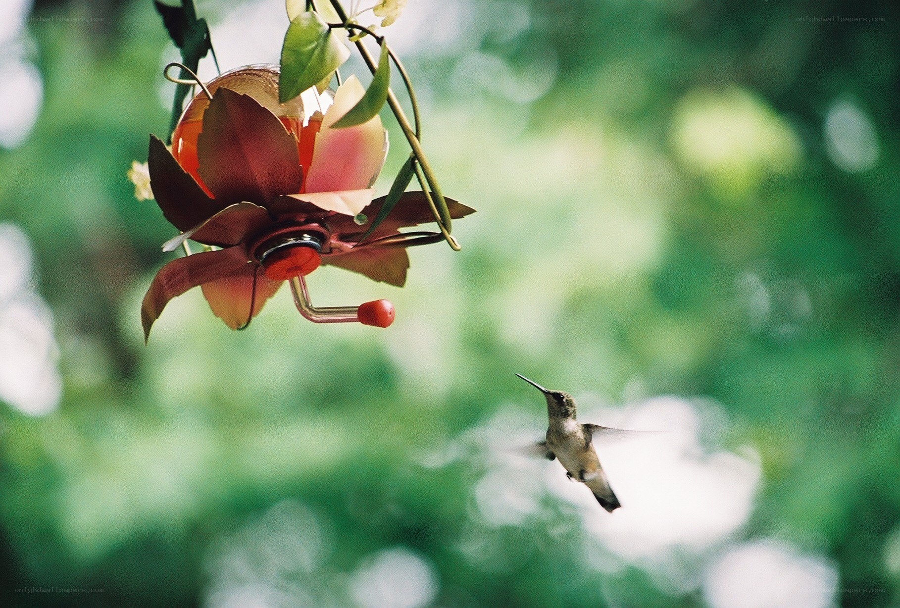 hummingbird at flower feeder