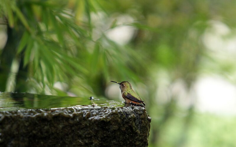 Hummingbird at Water — Green