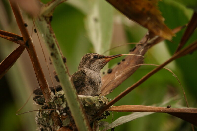 Hummingbird Chick in Nest