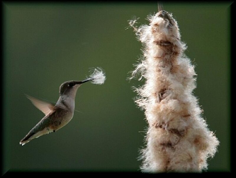 hummingbird collecting fluff