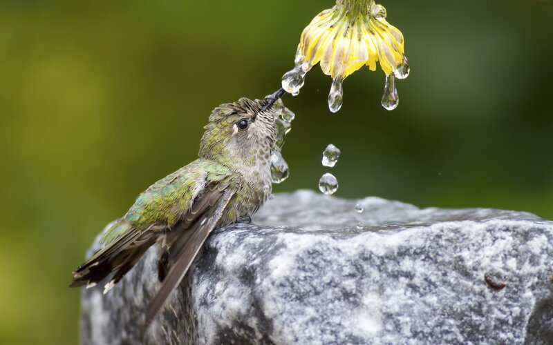 Hummingbird Drinking Water