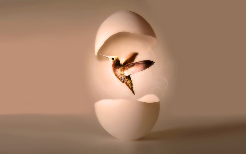 Hummingbird Emerging from Egg