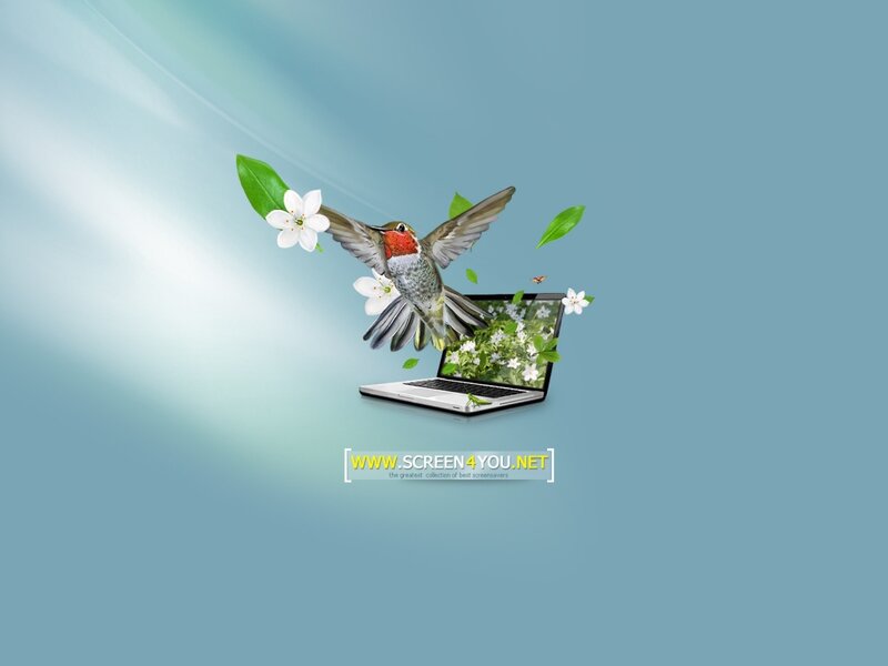 Hummingbird Emerging from Laptop