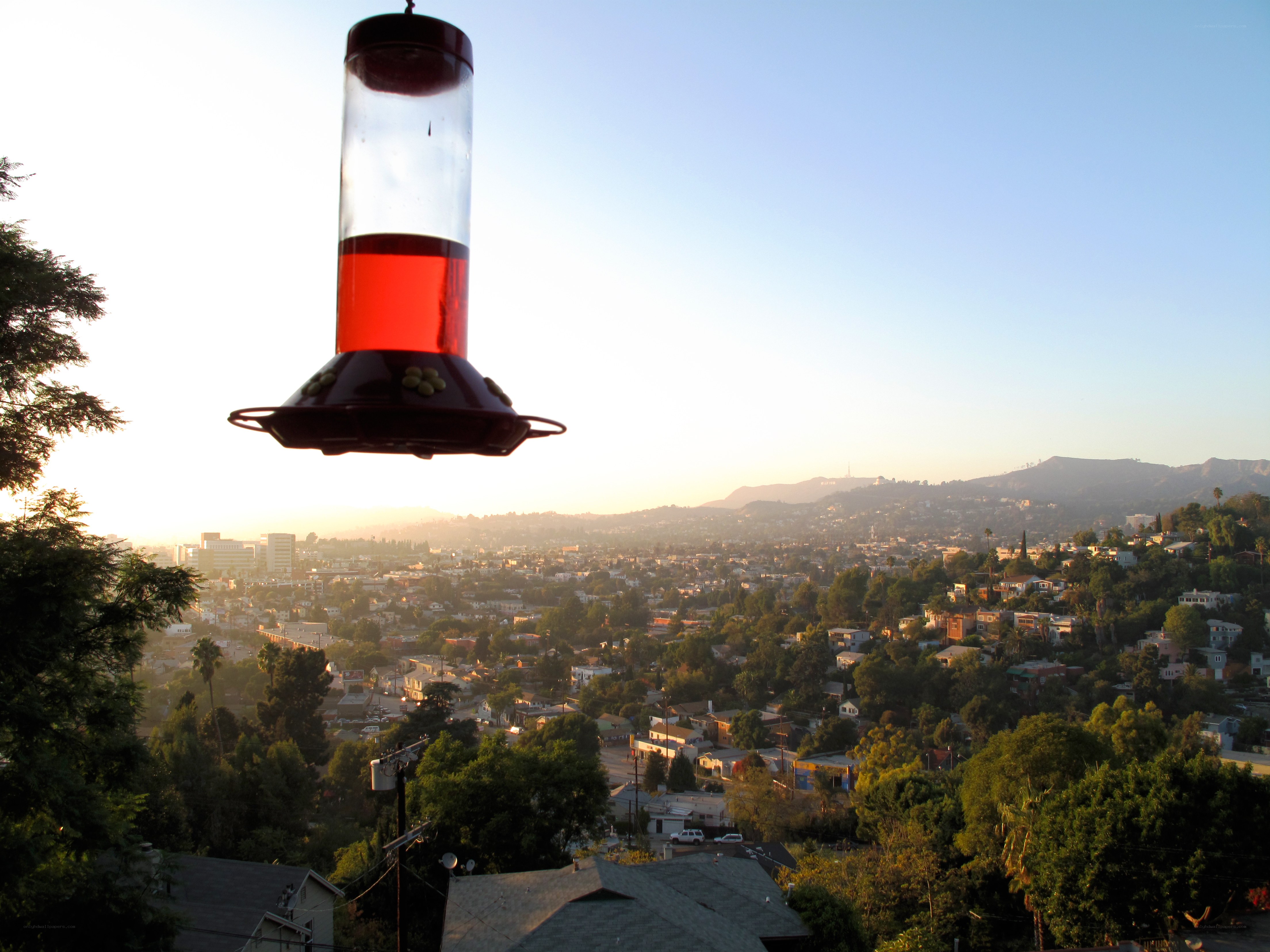 Hummingbird feeder overlooking city