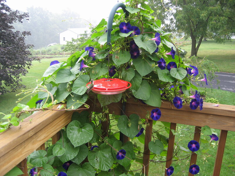 Hummingbird feeder with morning glories