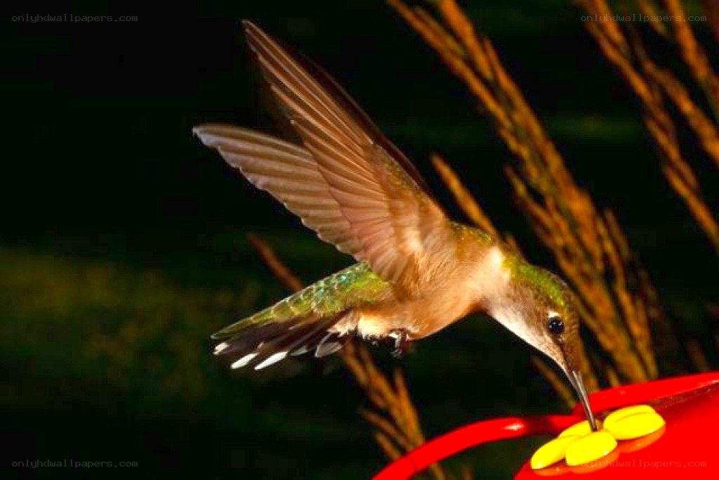 hummingbird feeding at feeder