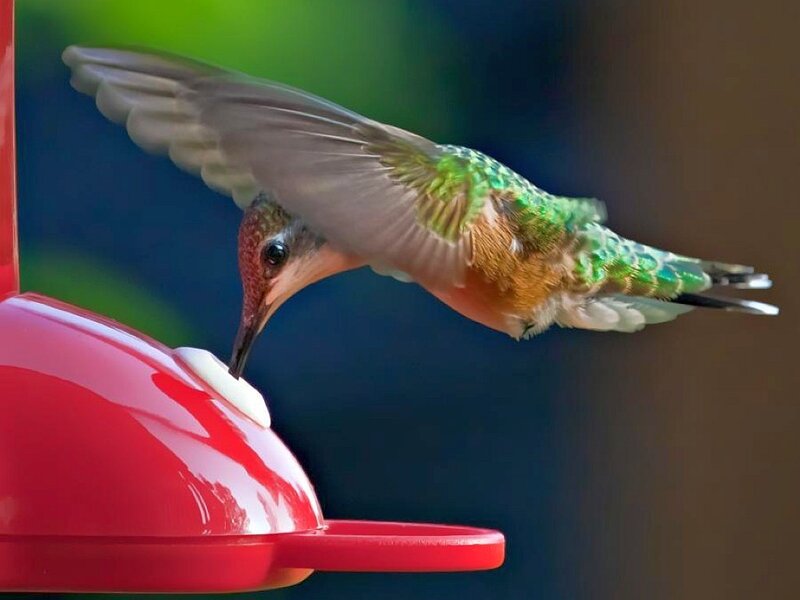 hummingbird feeding at feeder