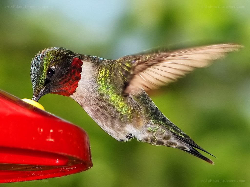 hummingbird feeding at feeder