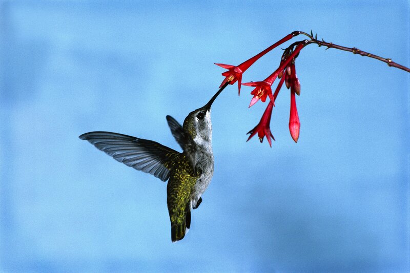 Hummingbird Feeding — Blue, Calm, Afternoon