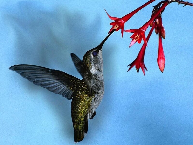 Hummingbird Feeding — Blue, Calm, Morning, Photograph