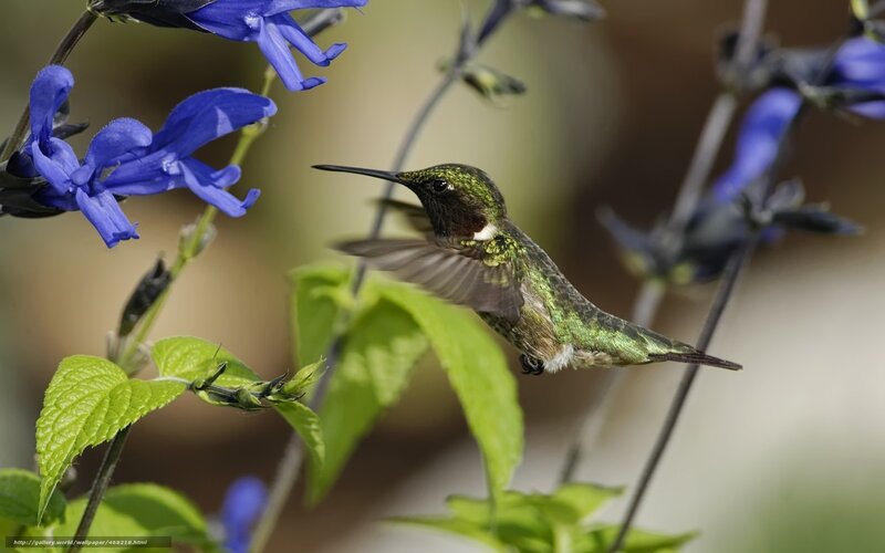 Hummingbird Feeding — Blue, Calm, Morning