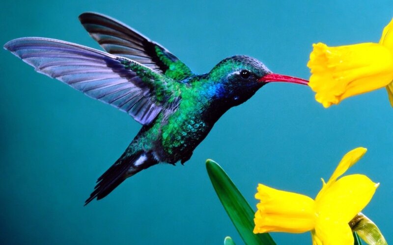 Hummingbird Feeding — Blue, Calm