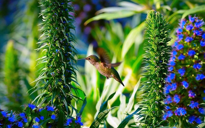 Hummingbird Feeding — Blue, Serene, Afternoon