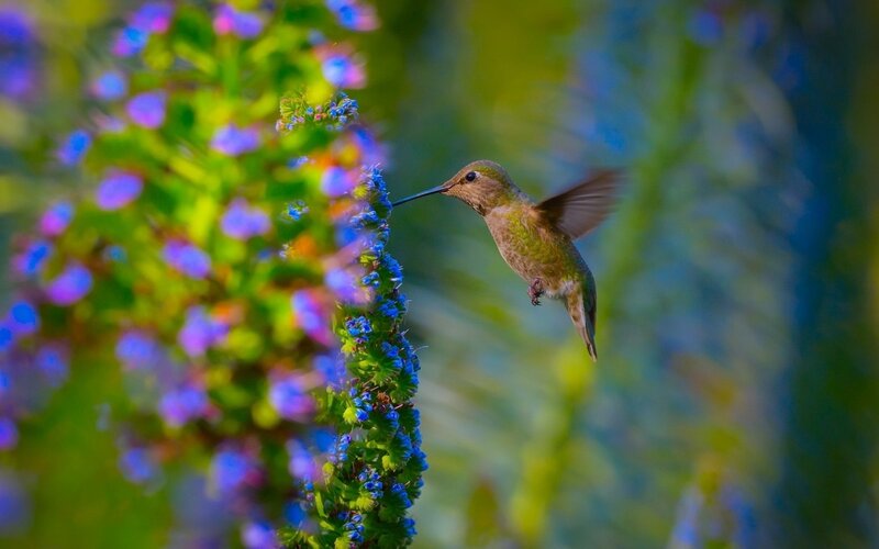 Hummingbird Feeding — Blue, Serene, Morning