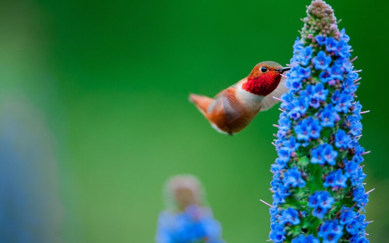 Hummingbird Feeding — Blue, Serene, Photograph