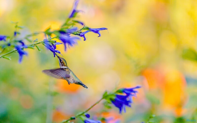 Hummingbird Feeding — Blue, Serene