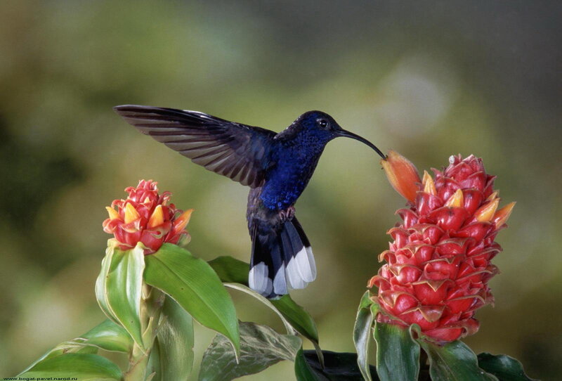 Hummingbird Feeding — Blue