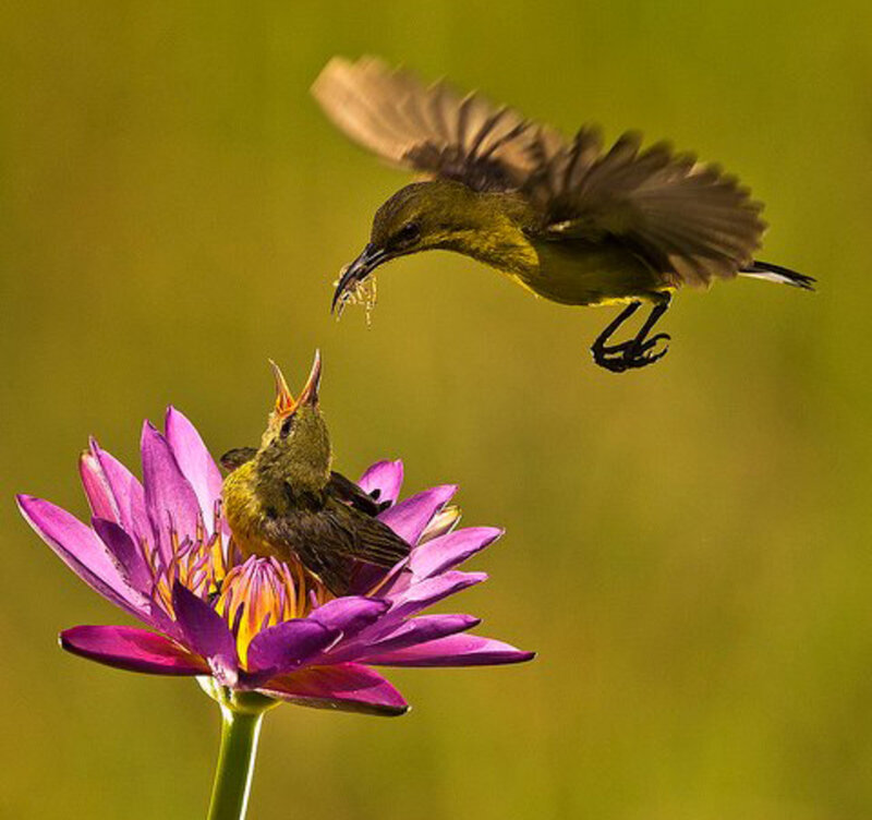 Hummingbird Feeding Chick