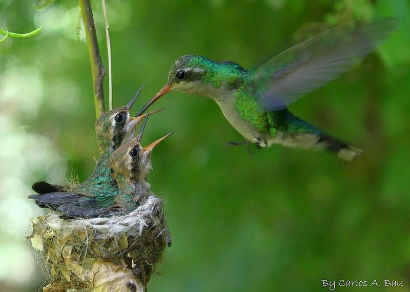 Hummingbird feeding chicks