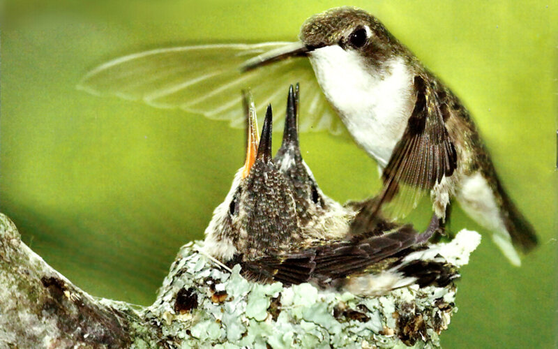 Hummingbird Feeding Chicks — Green