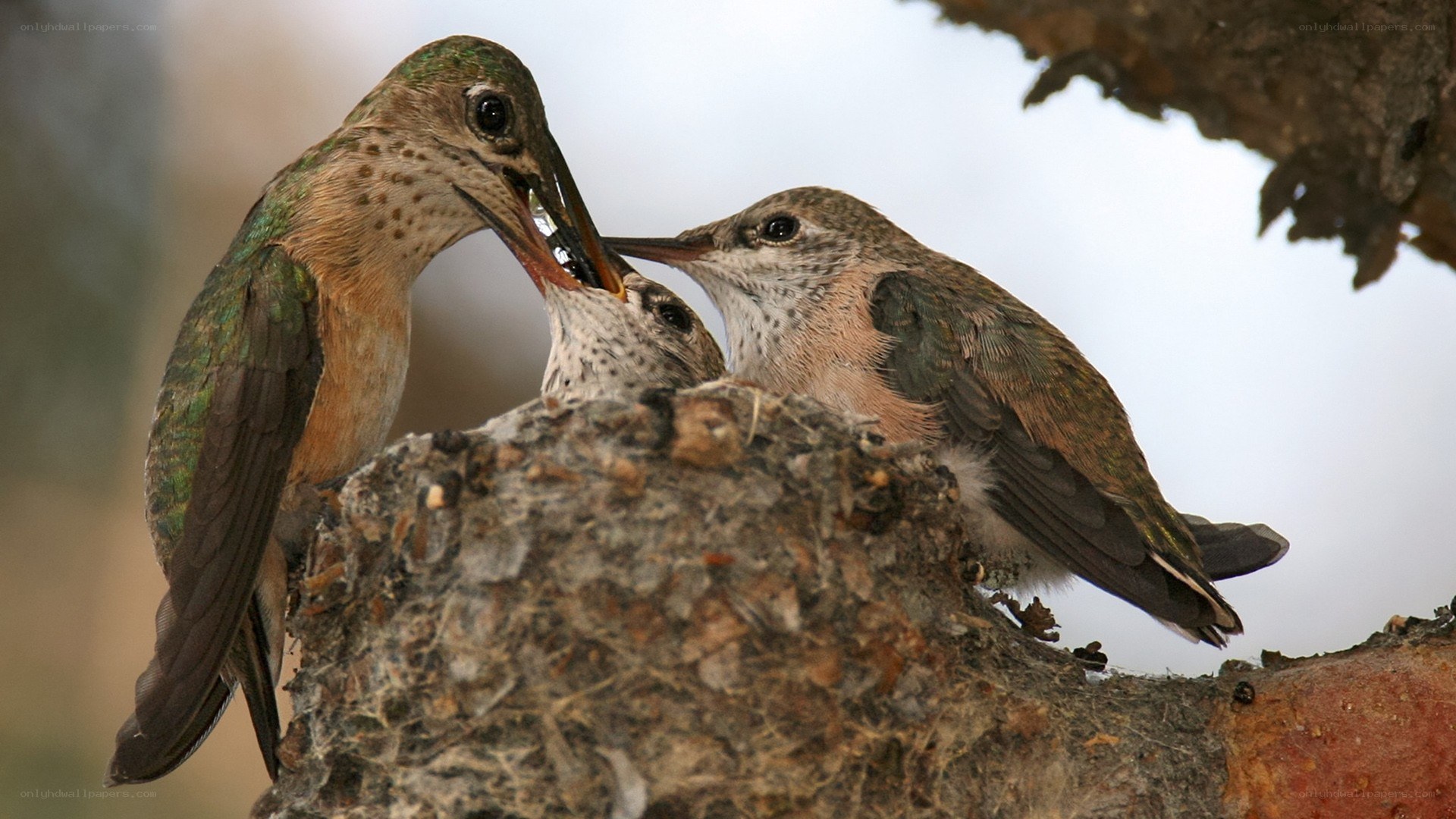 Hummingbird feeding chicks
