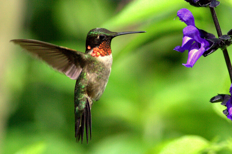 Hummingbird Feeding — Green, Calm, Afternoon, Photograph, Flower