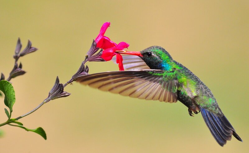 Hummingbird Feeding — Green, Calm, Afternoon, Photograph, Flower, Wing